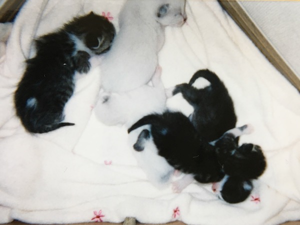 生まれたばかりのこどもたち