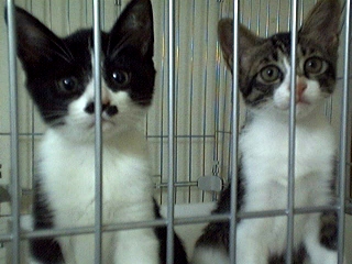 ちょびたんとくるたん