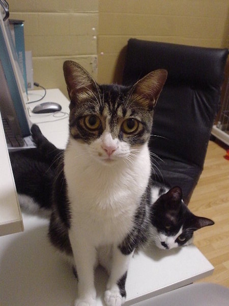 くるたんとちょびたん