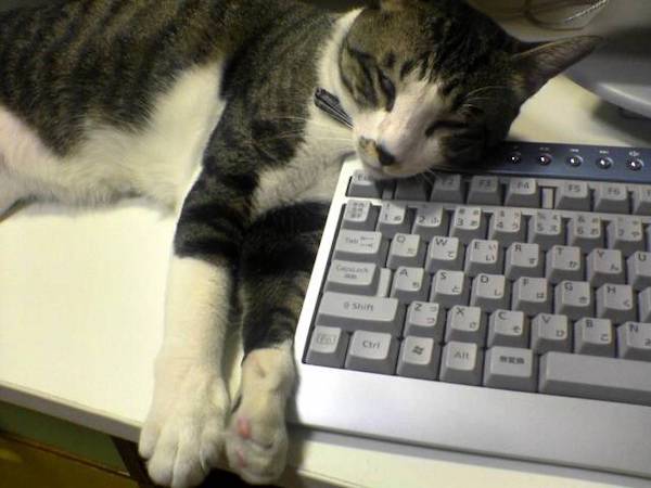 小ちゃんとキーボード