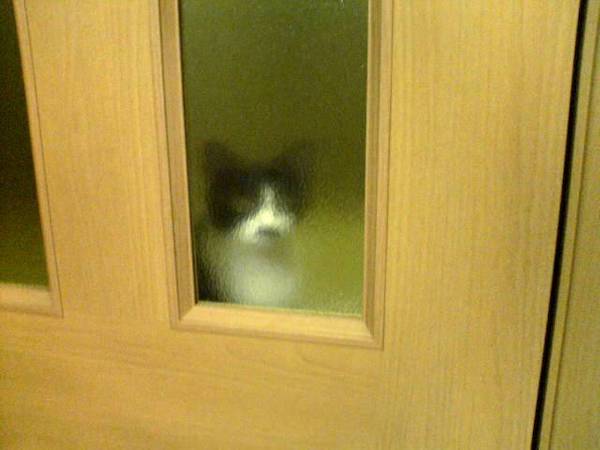 ガラス越しのちょびたん