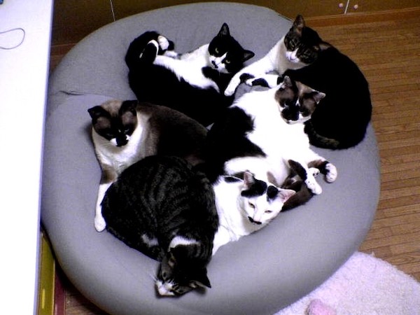 無印のソファーを占領するハナコ一家