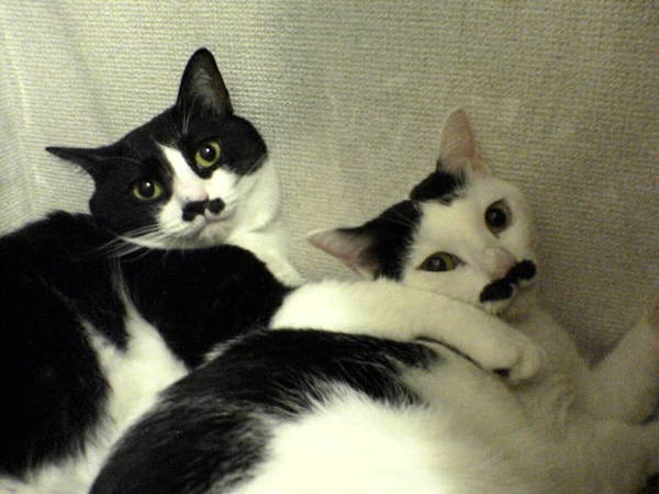 ちょびたんとハナコ母さん