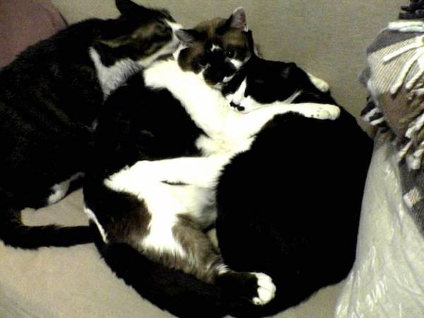 くるたん、まーたん、ちょびたん