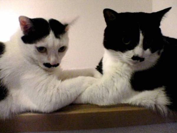 ハナコ母さんとちょびたん