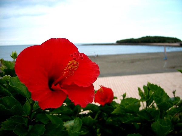 青島とハイビスカス