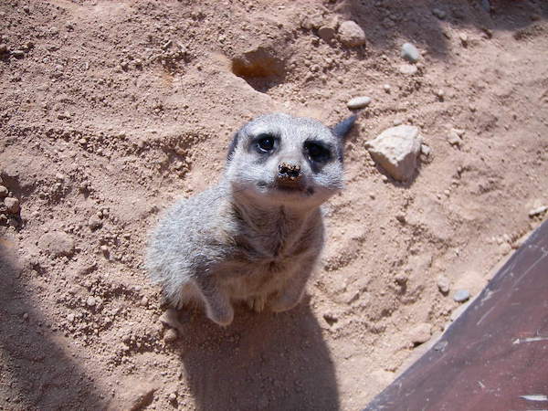 ミーアキャット