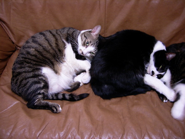 小ちゃんとちょびたん