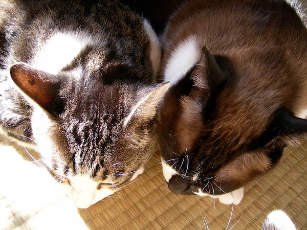 小ちゃんと太郎ちゃん