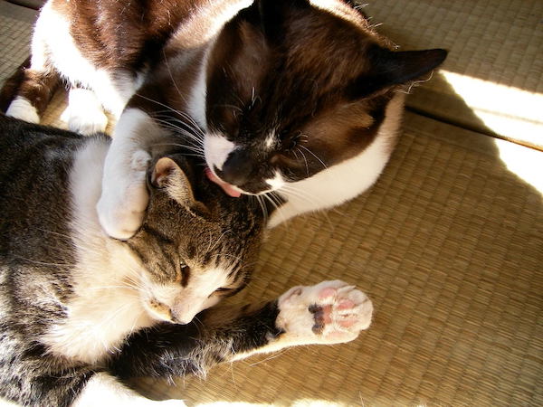 小ちゃんと太郎ちゃん