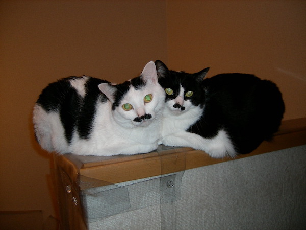 ハナコ母さんとちょびたん