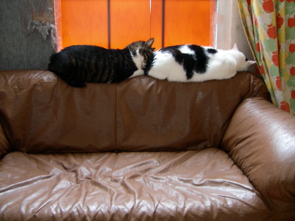 くるたんとハナコ母さん