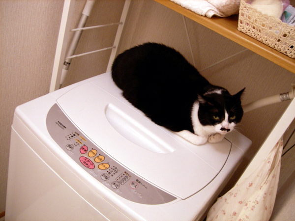 ちょびたんon洗濯機