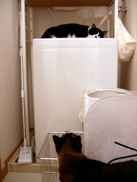 ちょびたんと太郎ちゃん