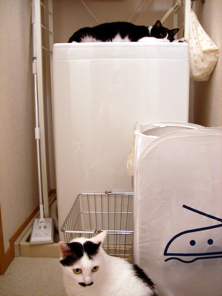 ちょびたんとハナコ母さん