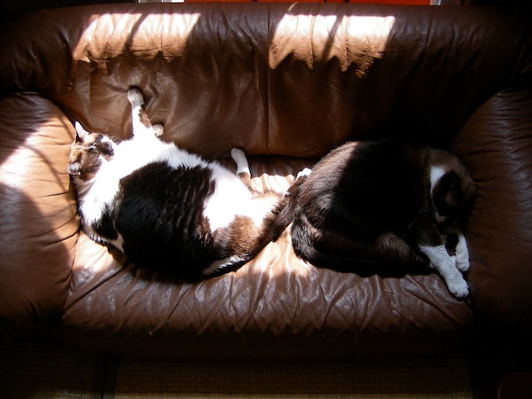 まーたんと太郎ちゃん