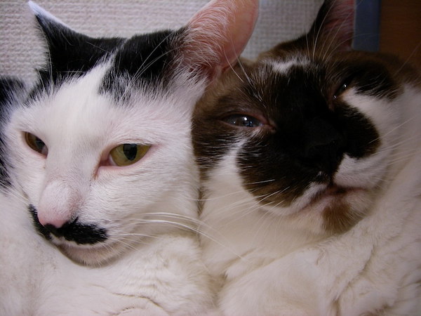 ハナコ母さんとまーたん