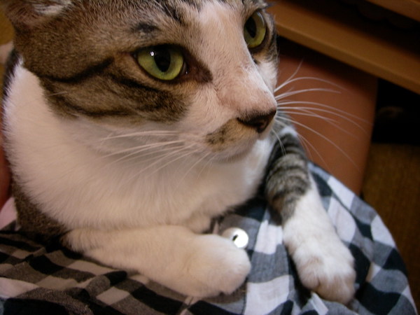 飼い主と小ちゃん