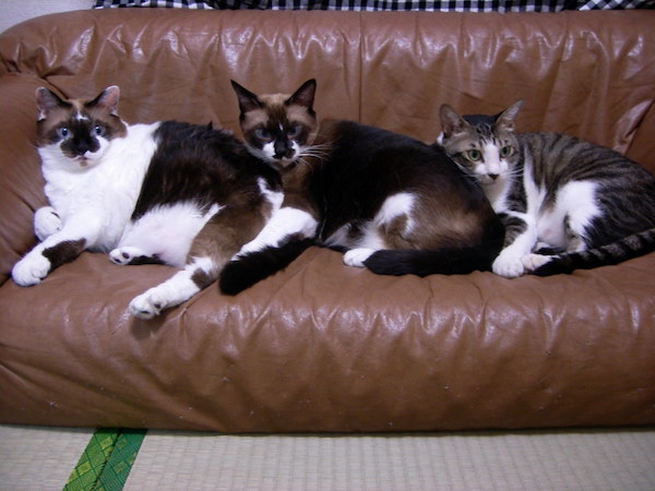 まーたん、太郎ちゃん、小ちゃん