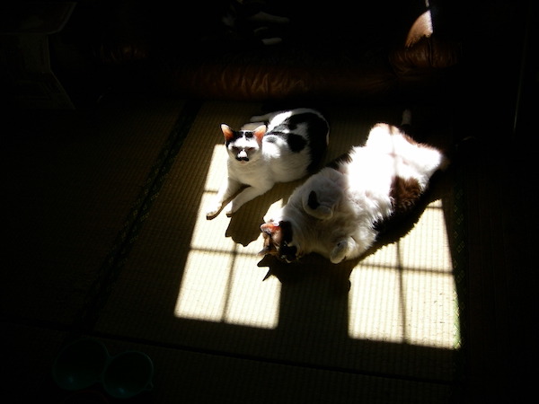 ハナコ母さんとまーたん