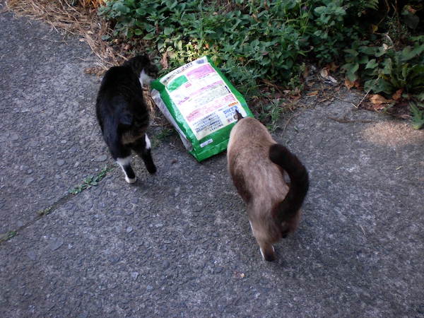 くるたんとカリカリと太郎ちゃん