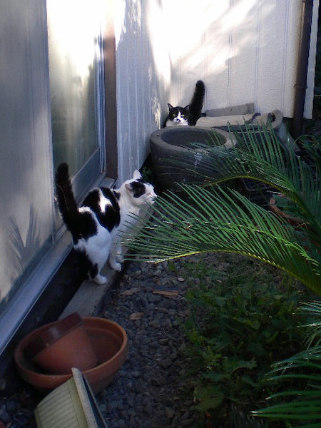 ハナコ母さんとちょびたん