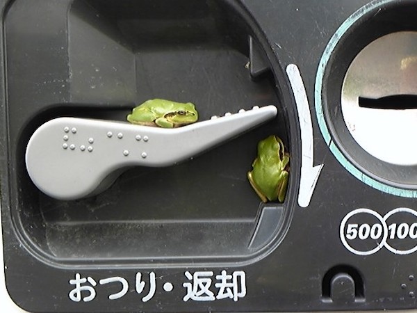 カエル＠自販機