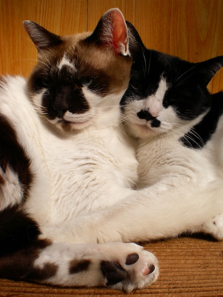 まーたんとちょびたん