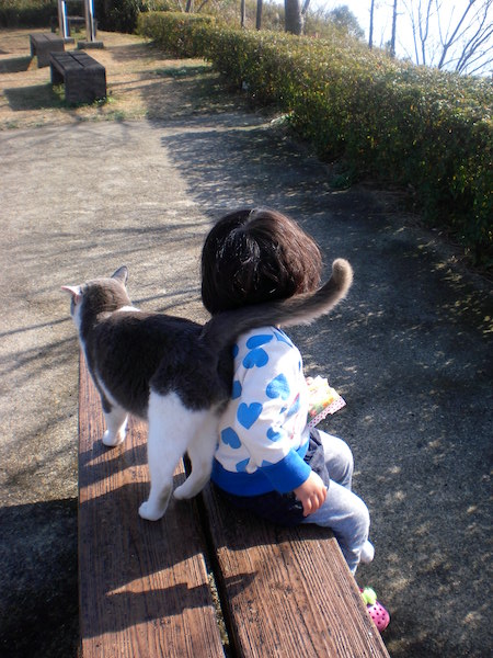 のらねことちまき先生