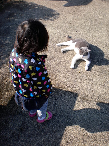 ちまき先生とのらねこ