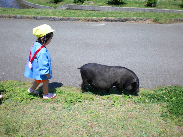 ぶたさんとちまき先生