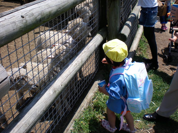 ちまき先生と羊