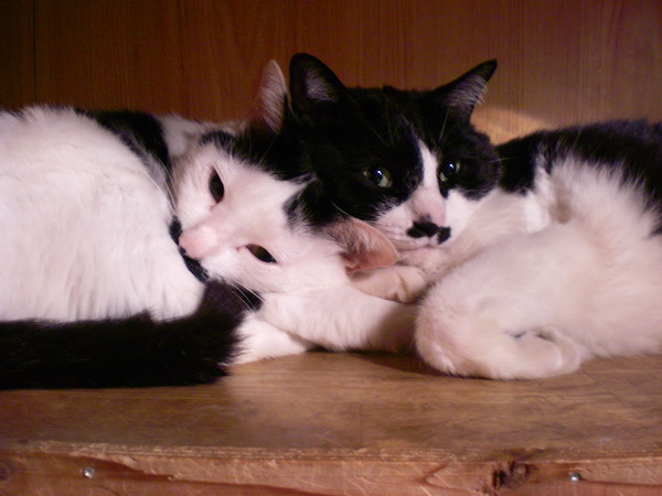 ハナコ母さんとちょびたん