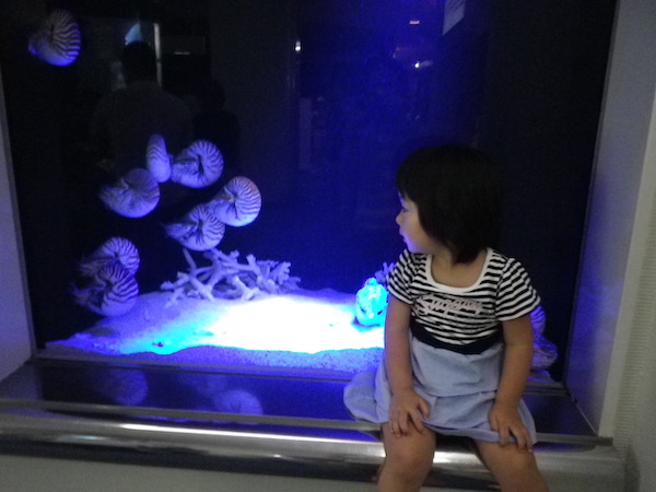 ちまき先生とオウムガイ