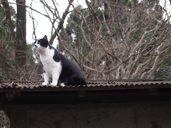 屋根の上のちょびたん