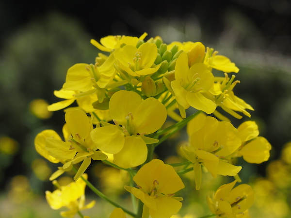 菜の花