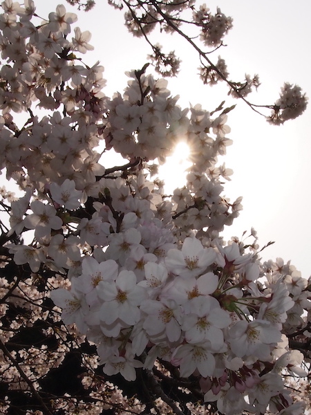 桜