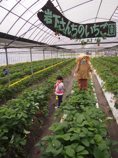 いちご狩り