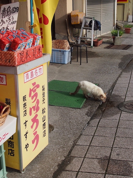 ういろうやさんの猫