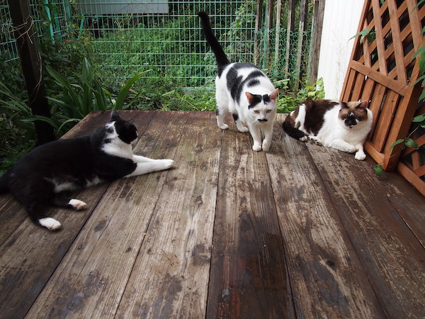 ちょびたん、ハナコ母さん、まーたん