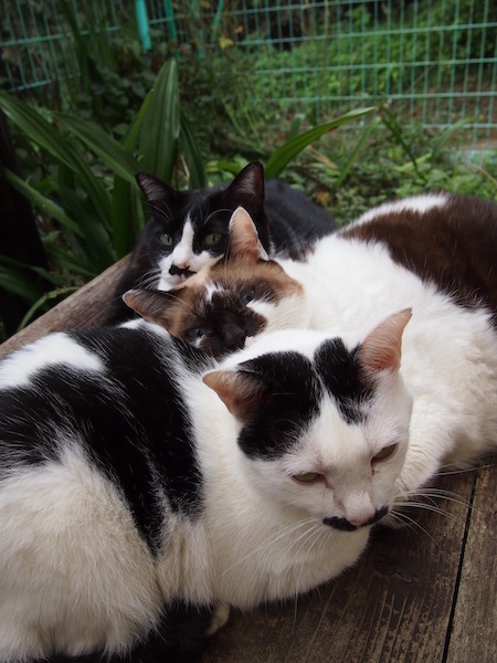 ちょびたん、まーたん、ハナコ母さん