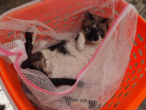 洗われたまーたん