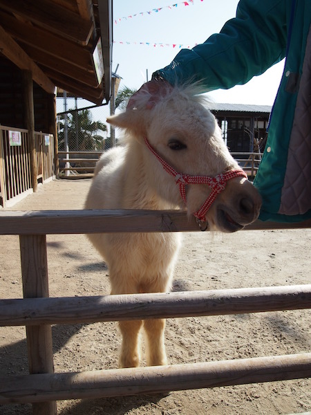 ポニーちゃん