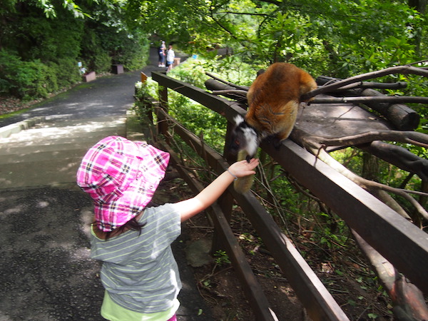 ちまき先生とおさるさん