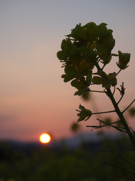 菜の花