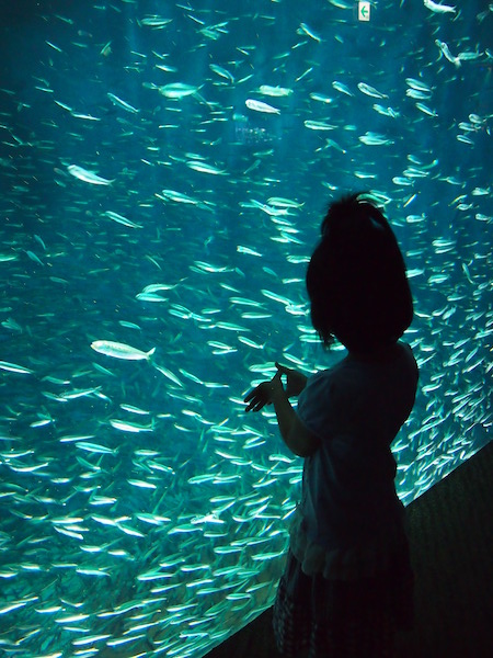 鰯の群れとちまき先生