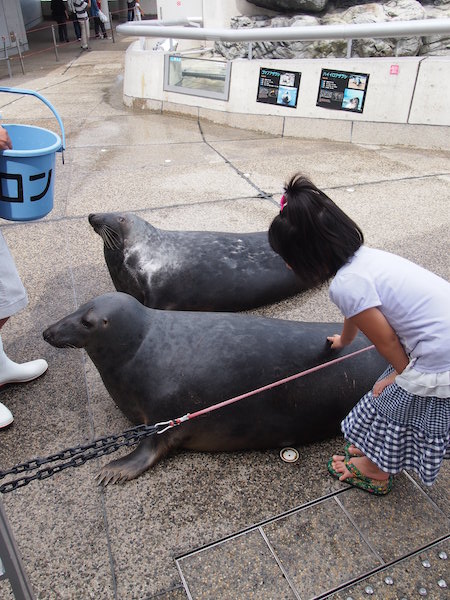 あざらしとちまき先生