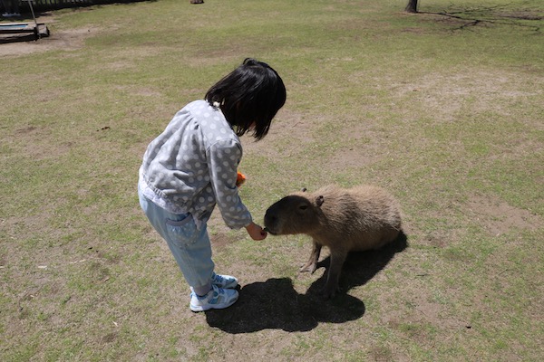 ちまき先生とカピバラ