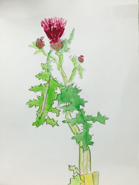 ちまき先生のアザミの絵