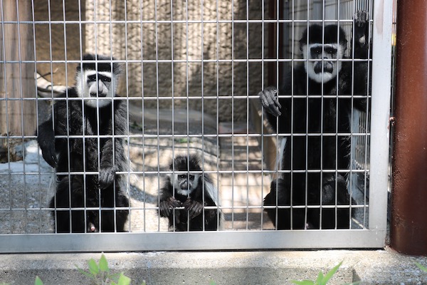 おさるさん一家